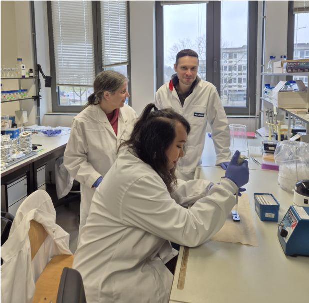 Laboratory work supporting long-read sequencing of tomato leaf curl New Delhi virus